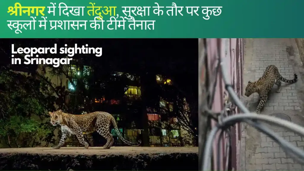 leopard in Srinagar